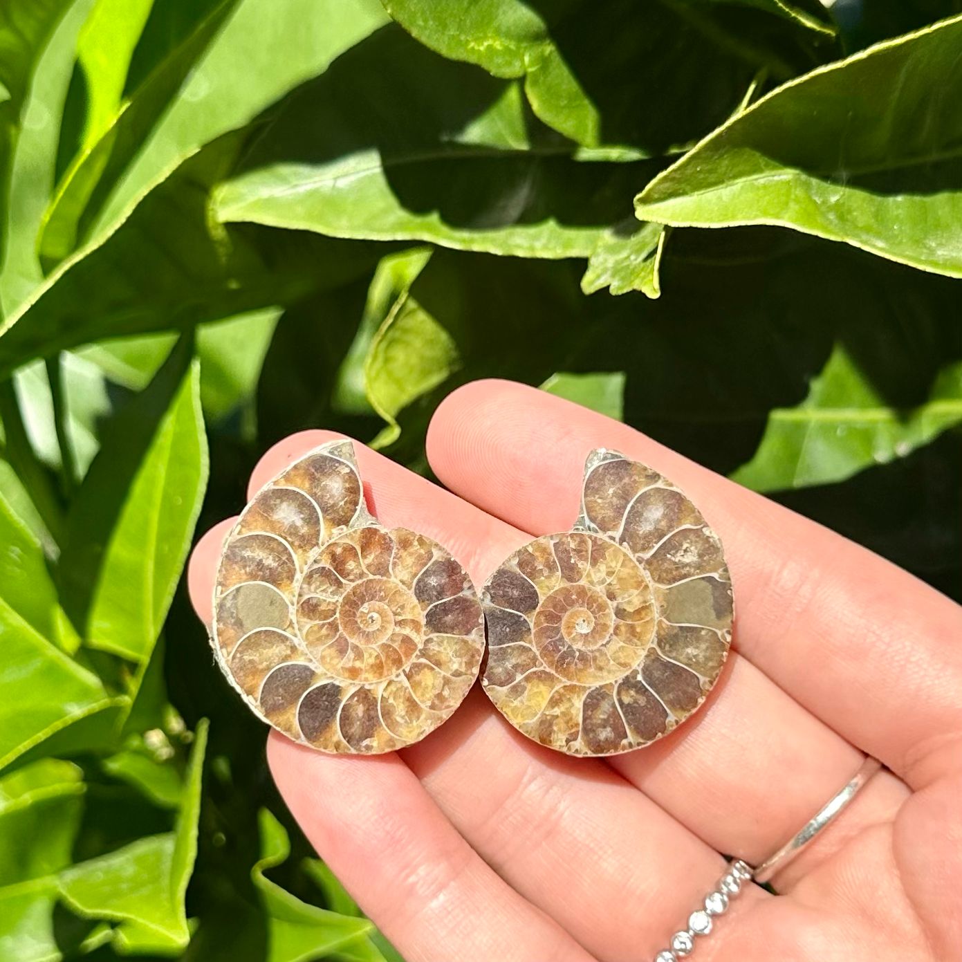Ammonite Fossil Pair