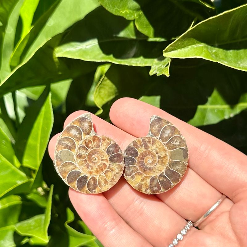 Ammonite Fossil Pair