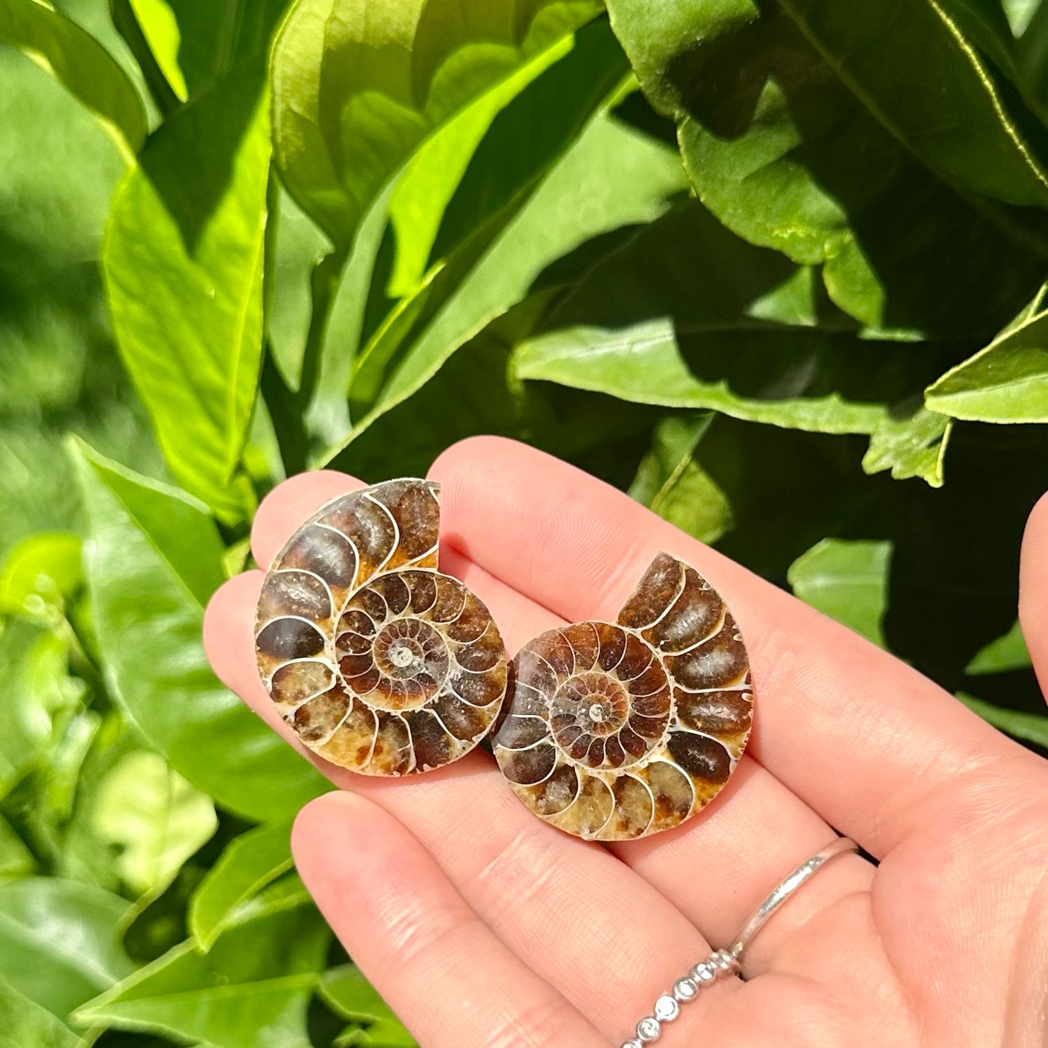 Ammonite Fossil Pair