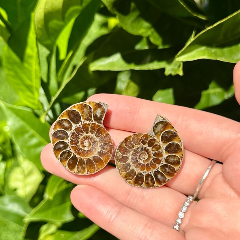 Ammonite Fossil Pair