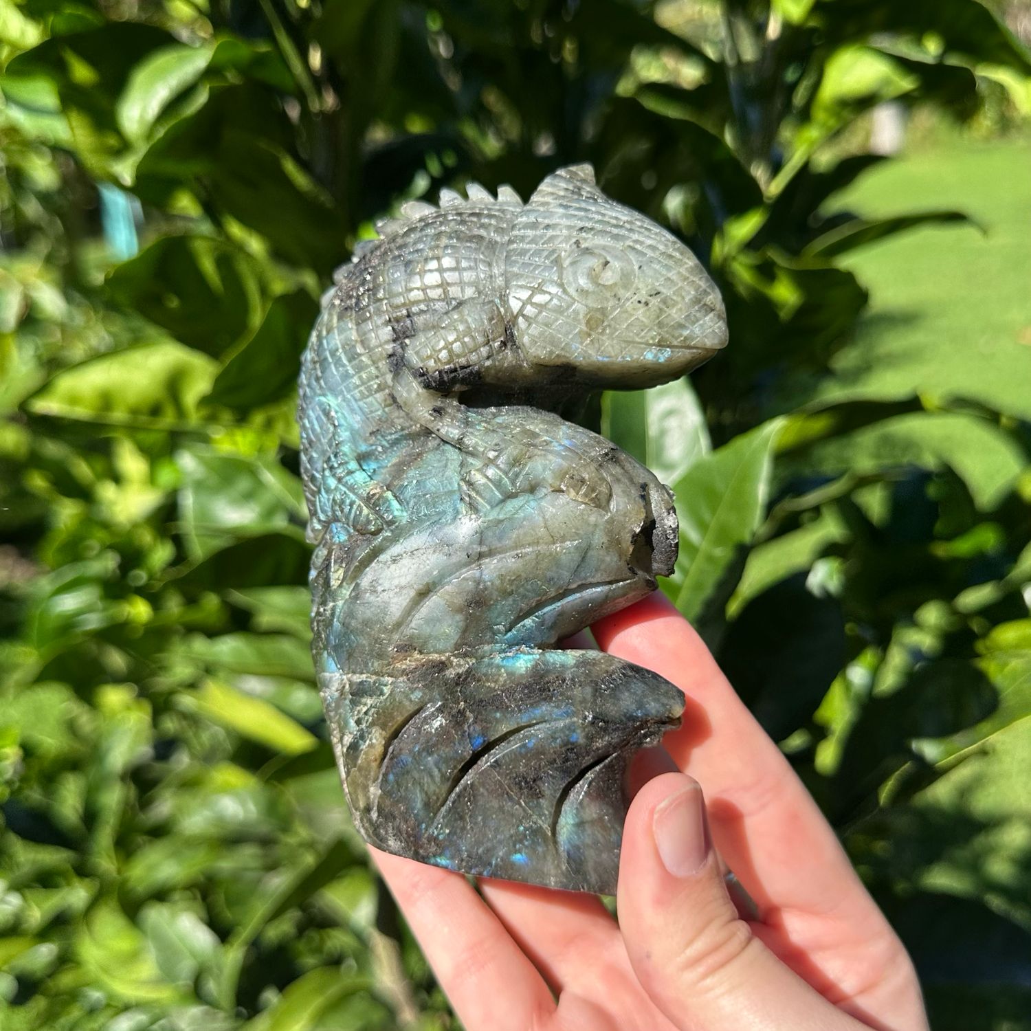 Labradorite Chameleon