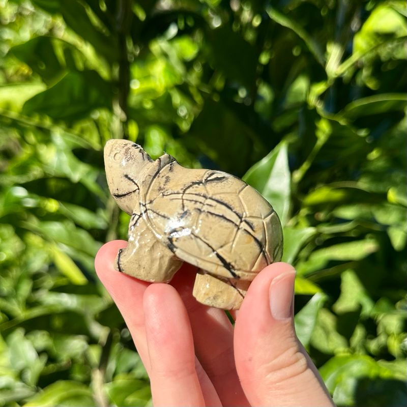Picture Jasper Tortoise