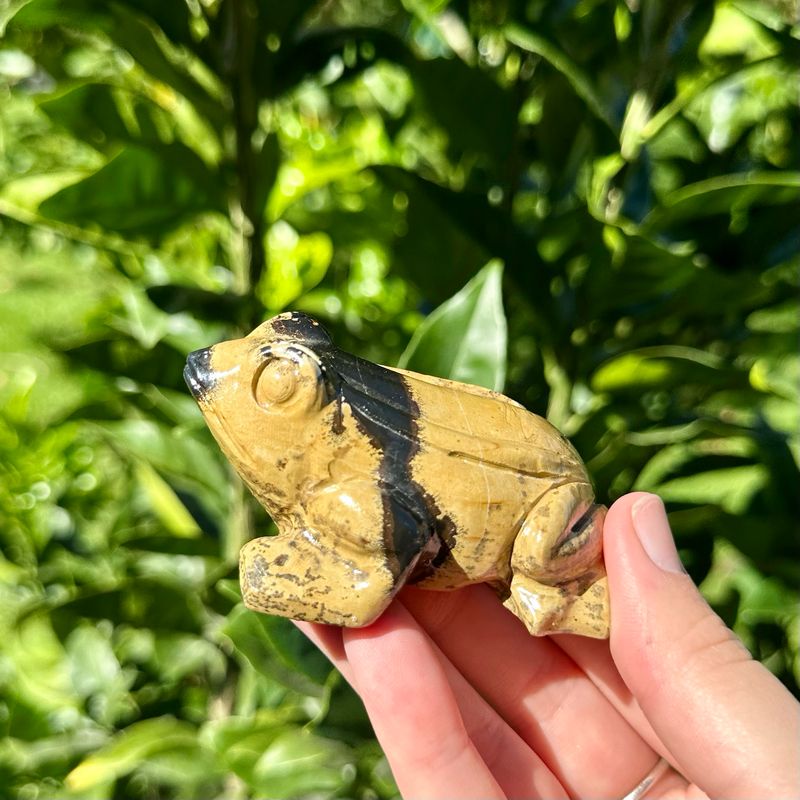Picture Jasper Frog