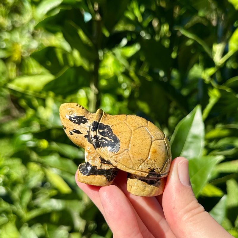 Picture Jasper Tortoise