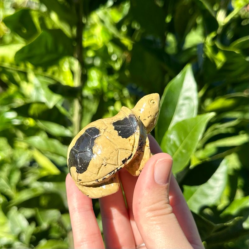 Picture Jasper Tortoise