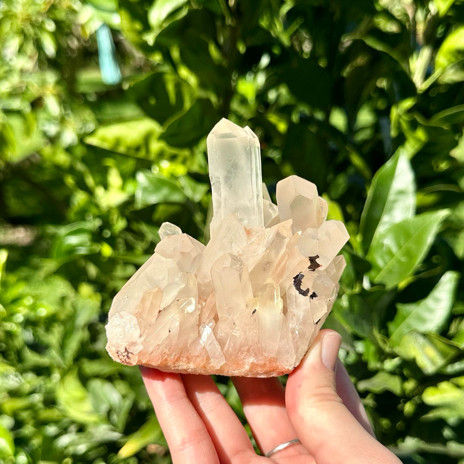 Clear Quartz Cluster