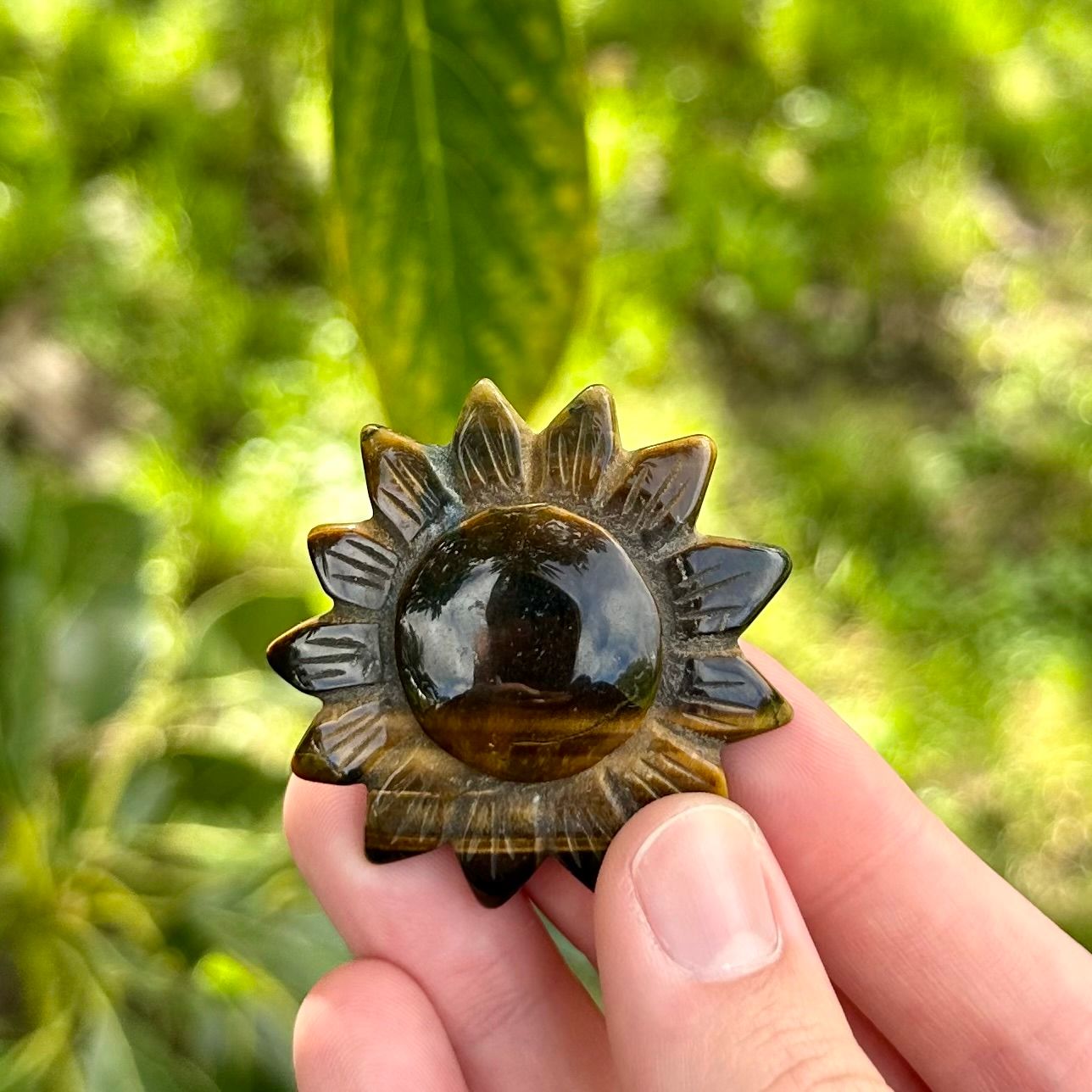 Tigers Eye Sunflower