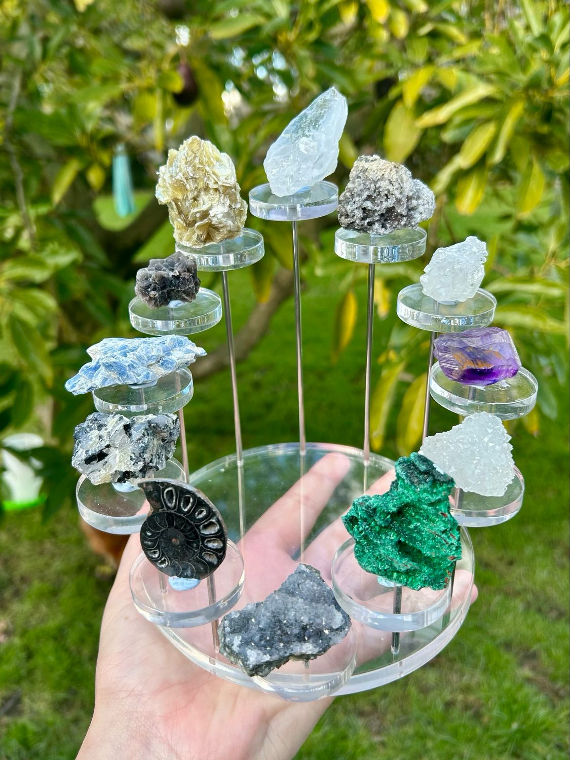 Specimen Set