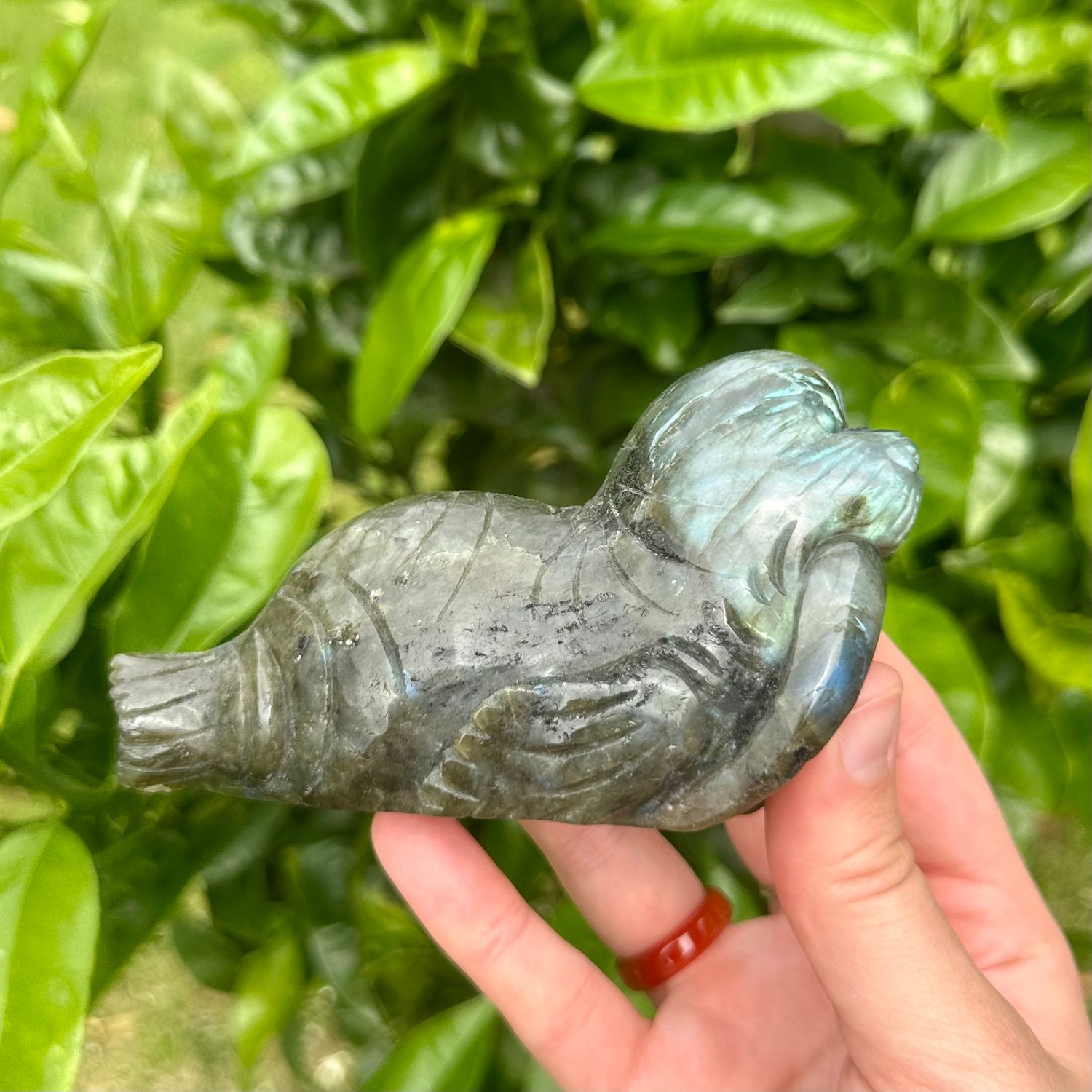 Labradorite Seal
