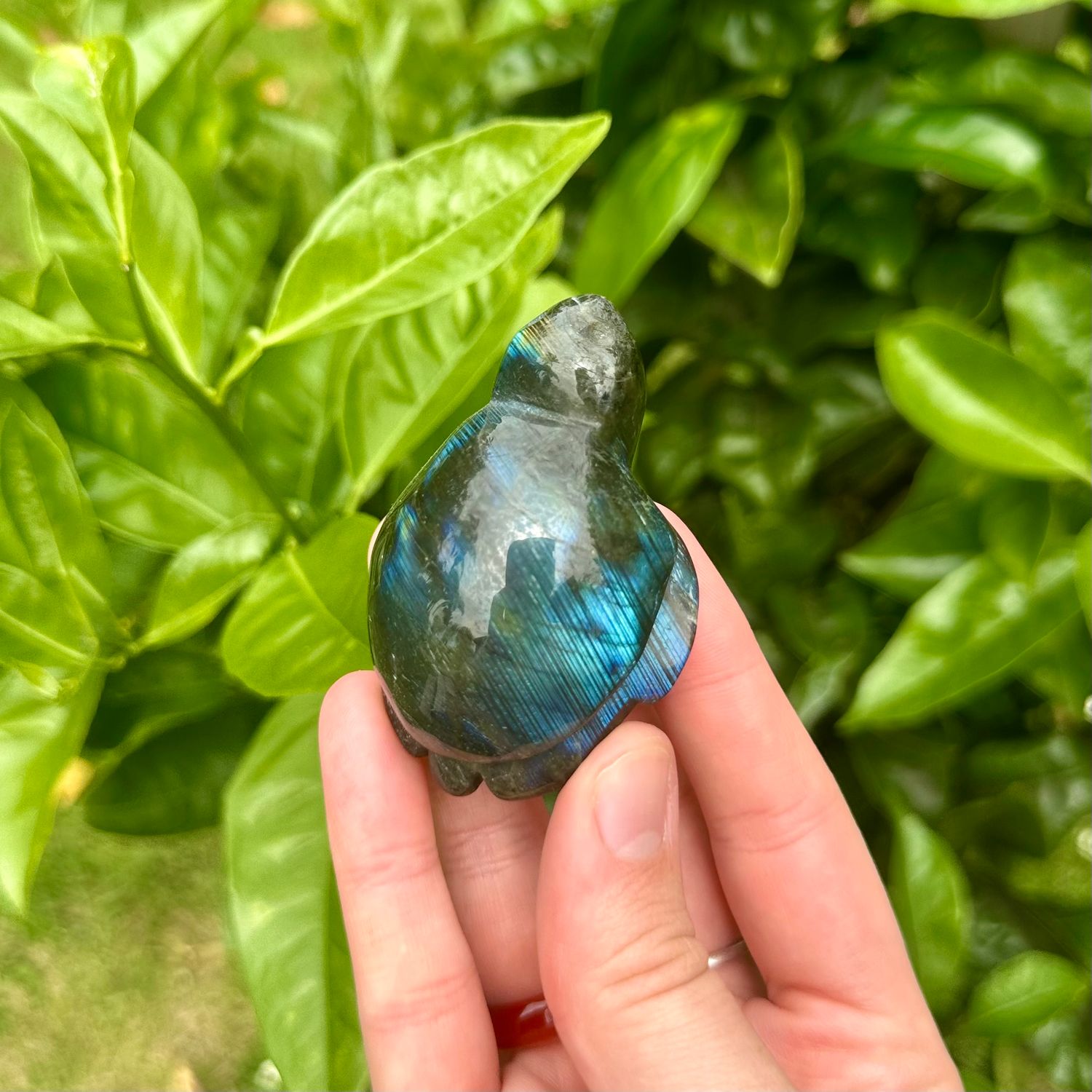 Labradorite Turtle