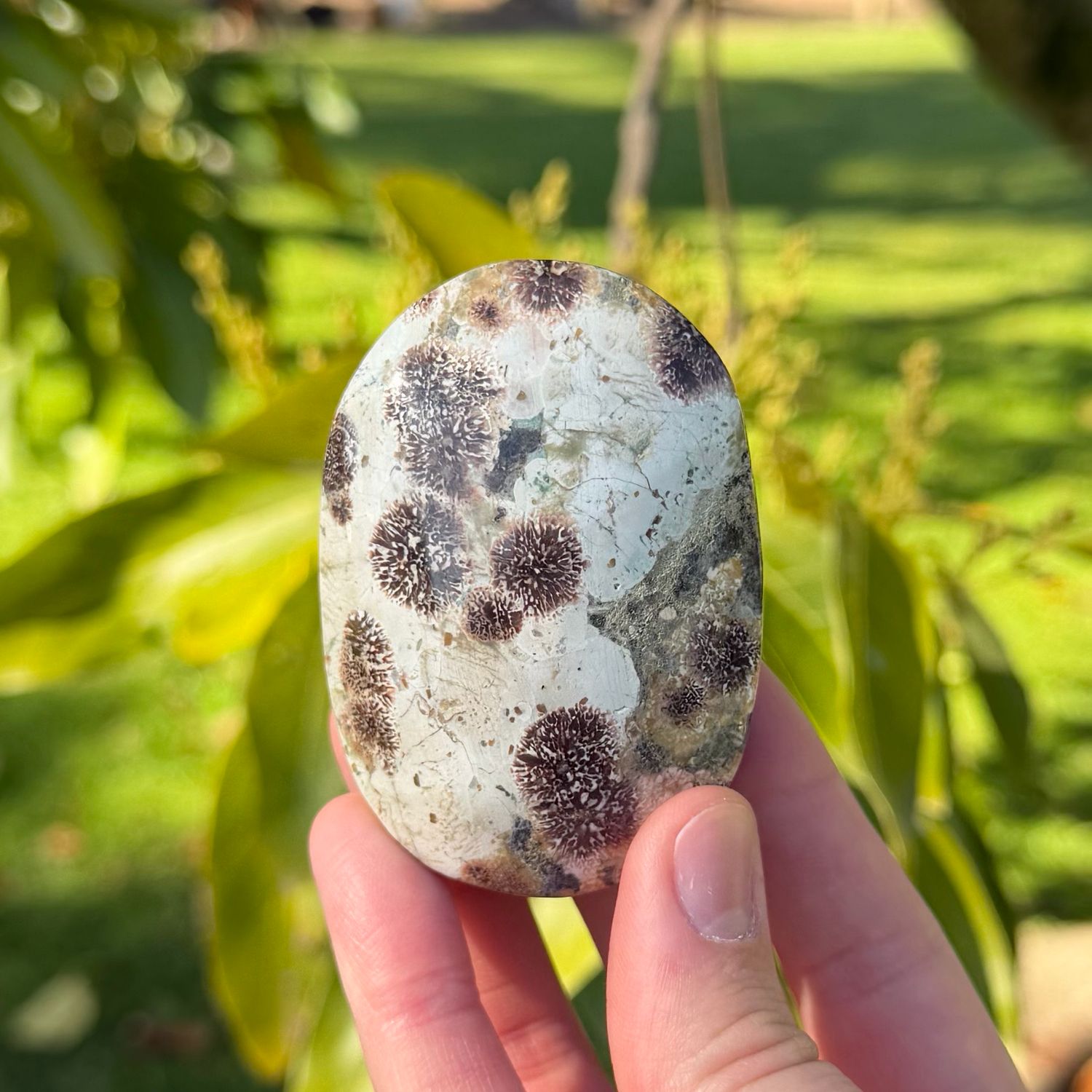 Russian Flower Jasper Palm