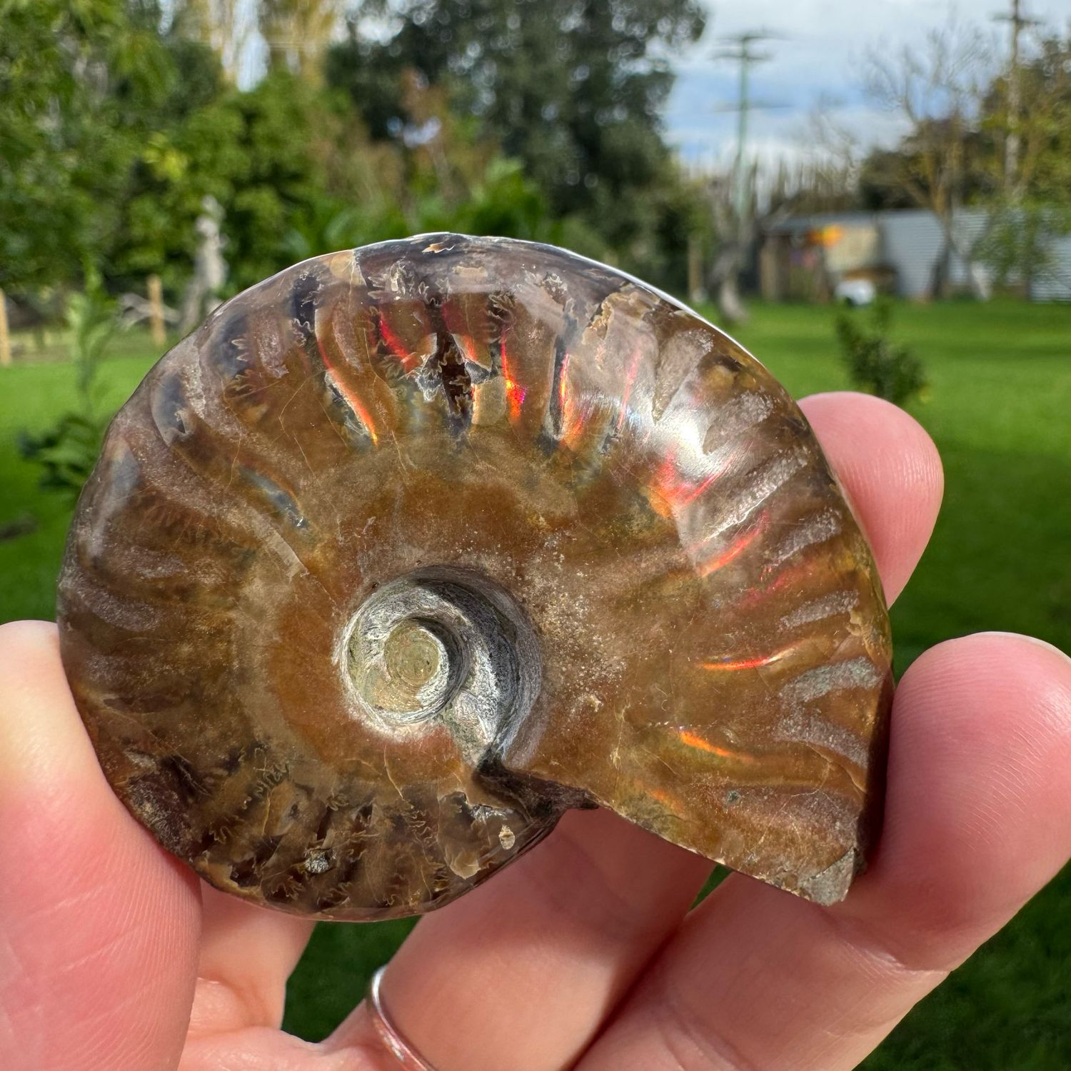 Red Flash Ammonite