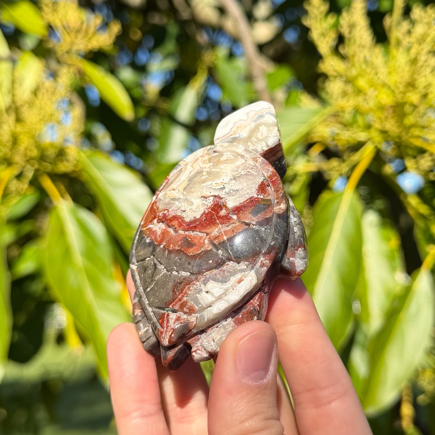 Mexican Crazy Lace Agate Turtle