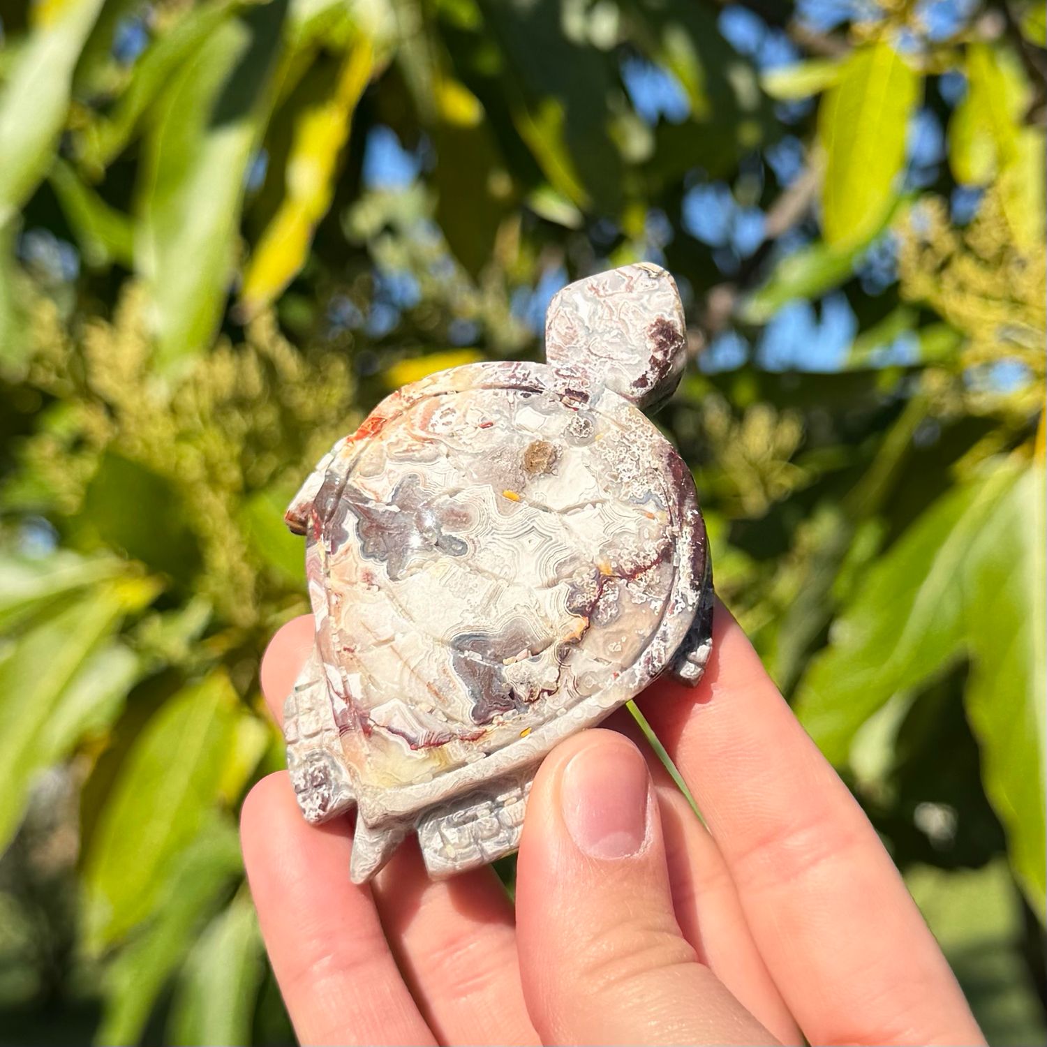 Mexican Crazy Lace Agate Turtle