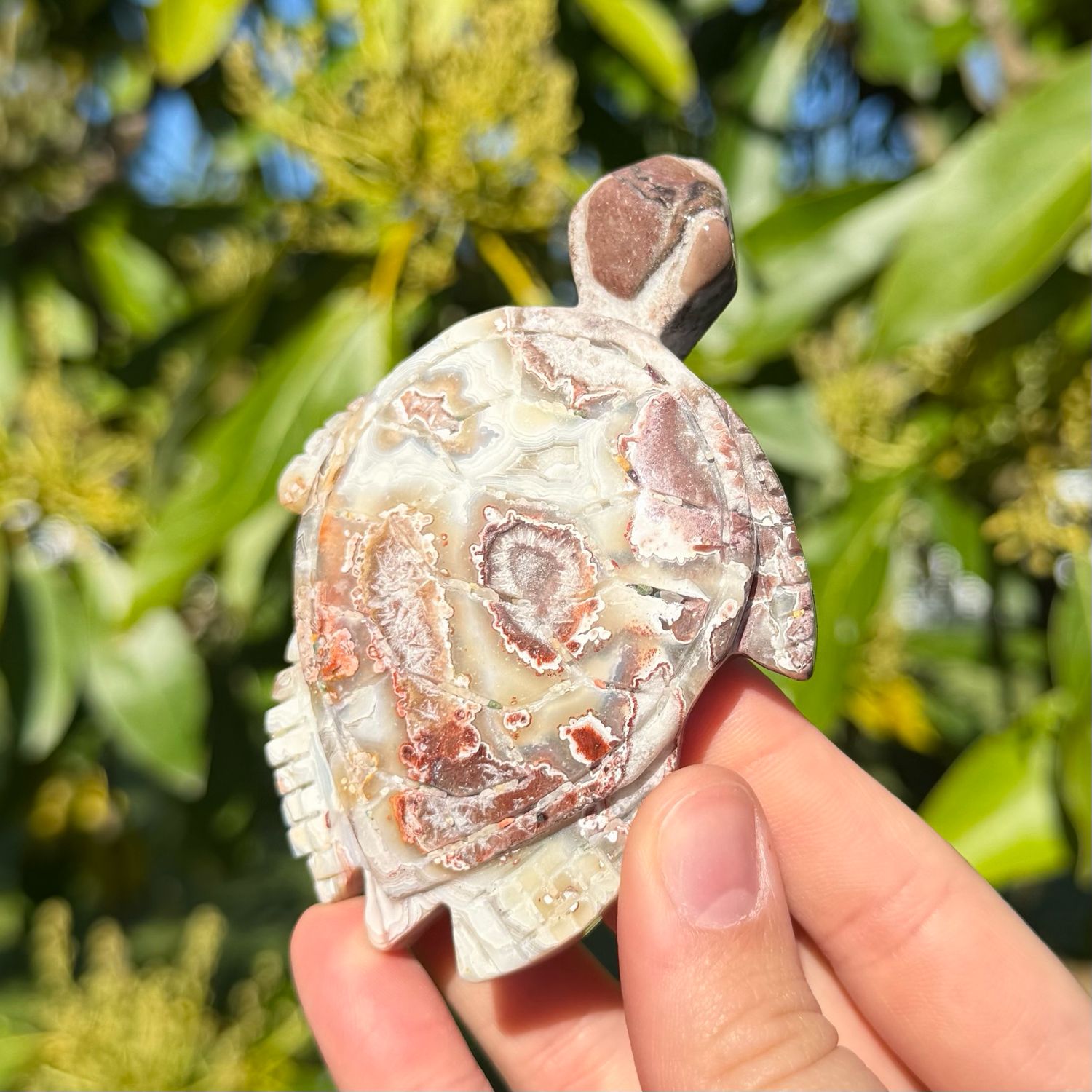 Mexican Crazy Lace Agate Turtle