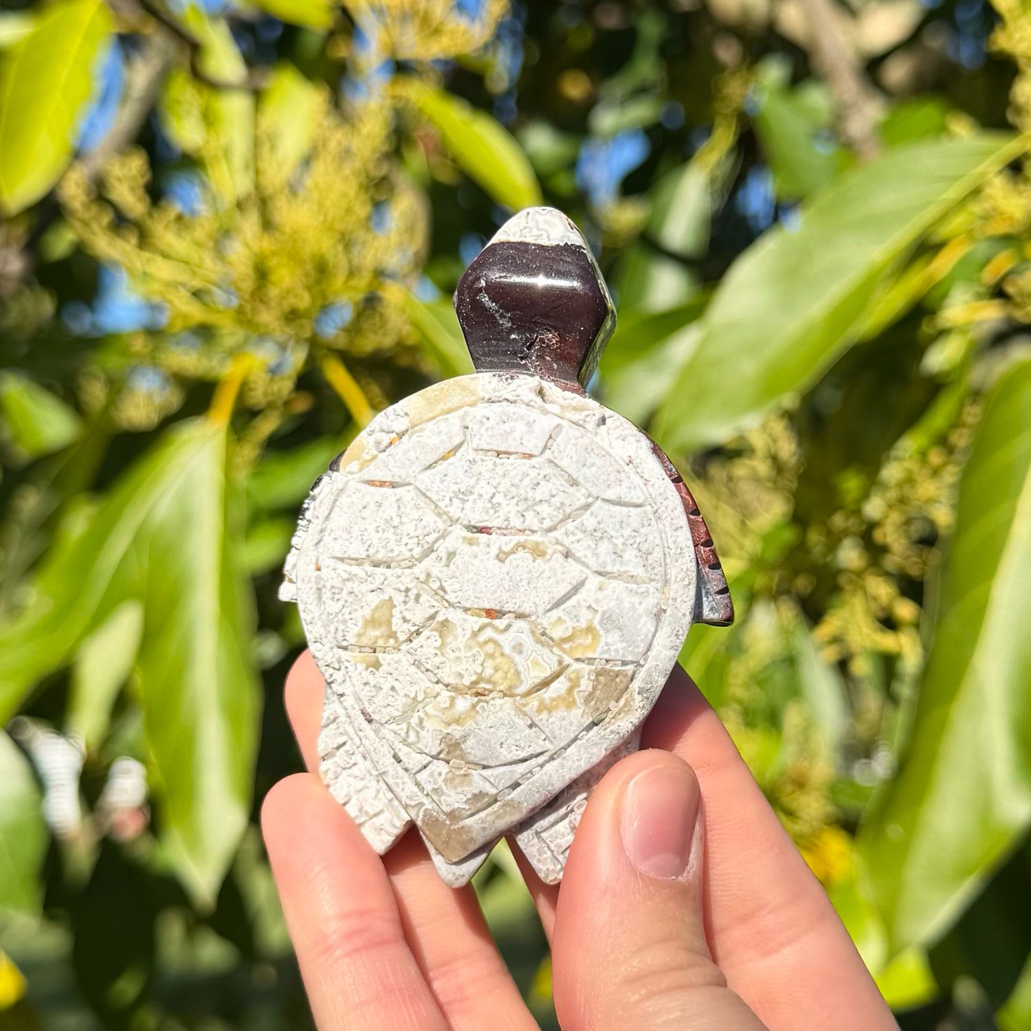 Mexican Crazy Lace Agate Turtle