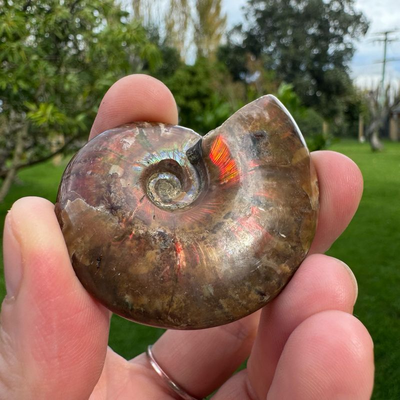 Red Flash Ammonite