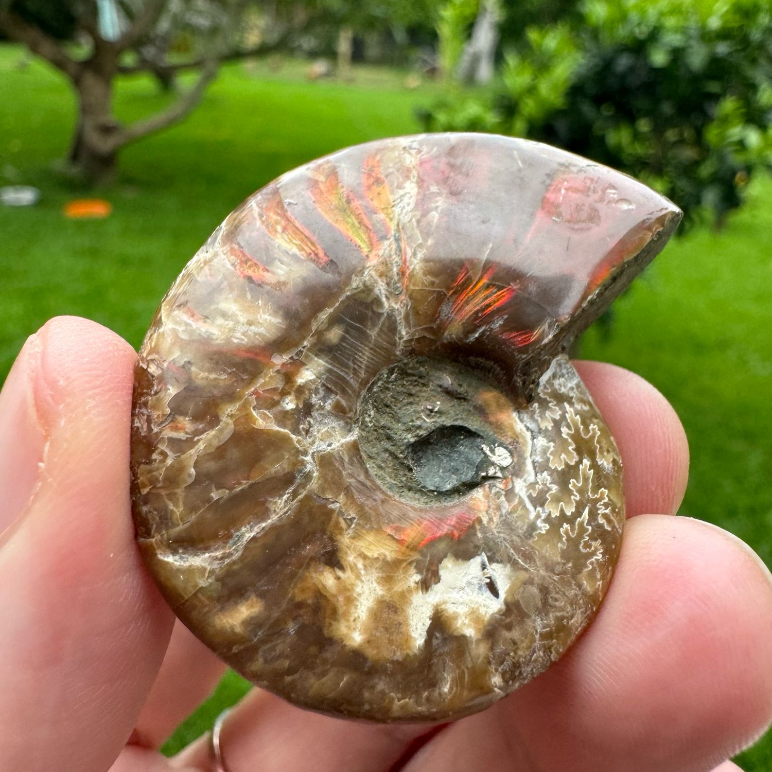 Red Flash Ammonite