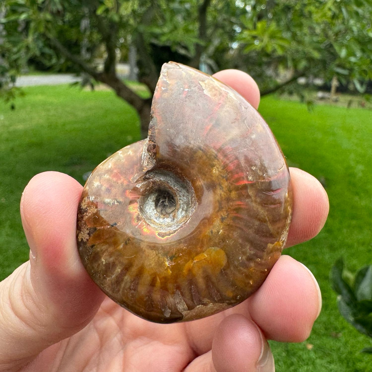Red Flash Ammonite