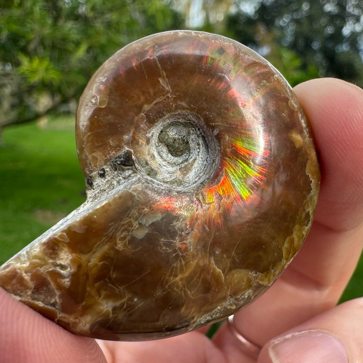 Red Flash Ammonite