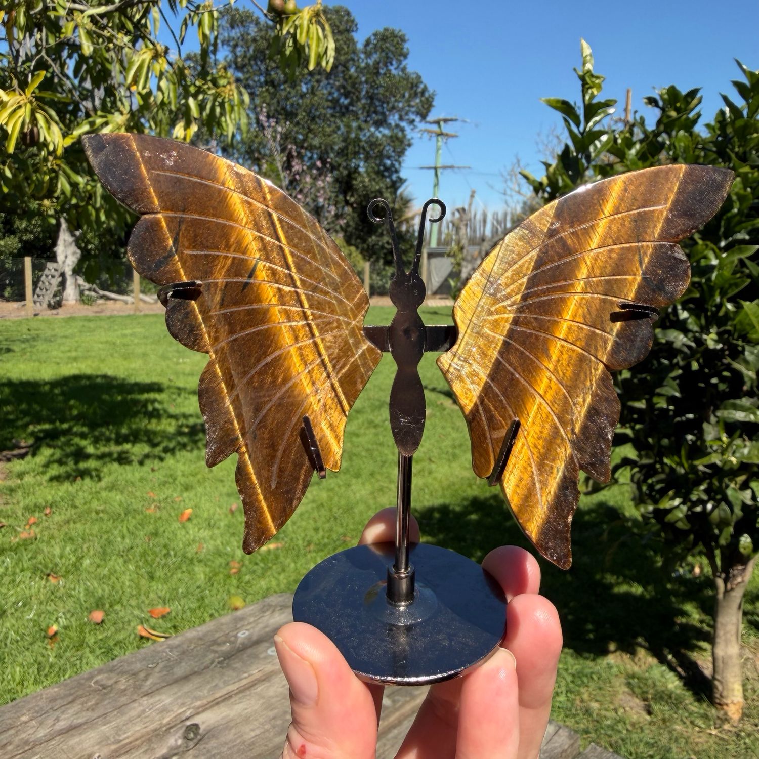 Tigers Eye Butterfly