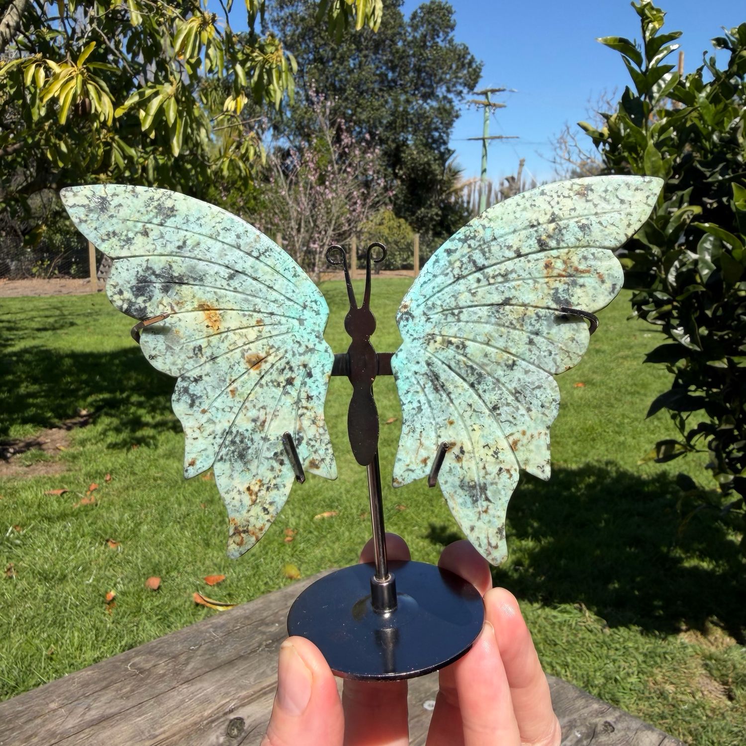 African Turquoise Butterfly