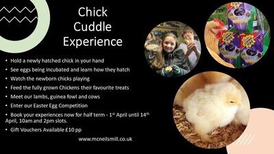 Exclusive Chick Cuddle Experience - SOLD OUT