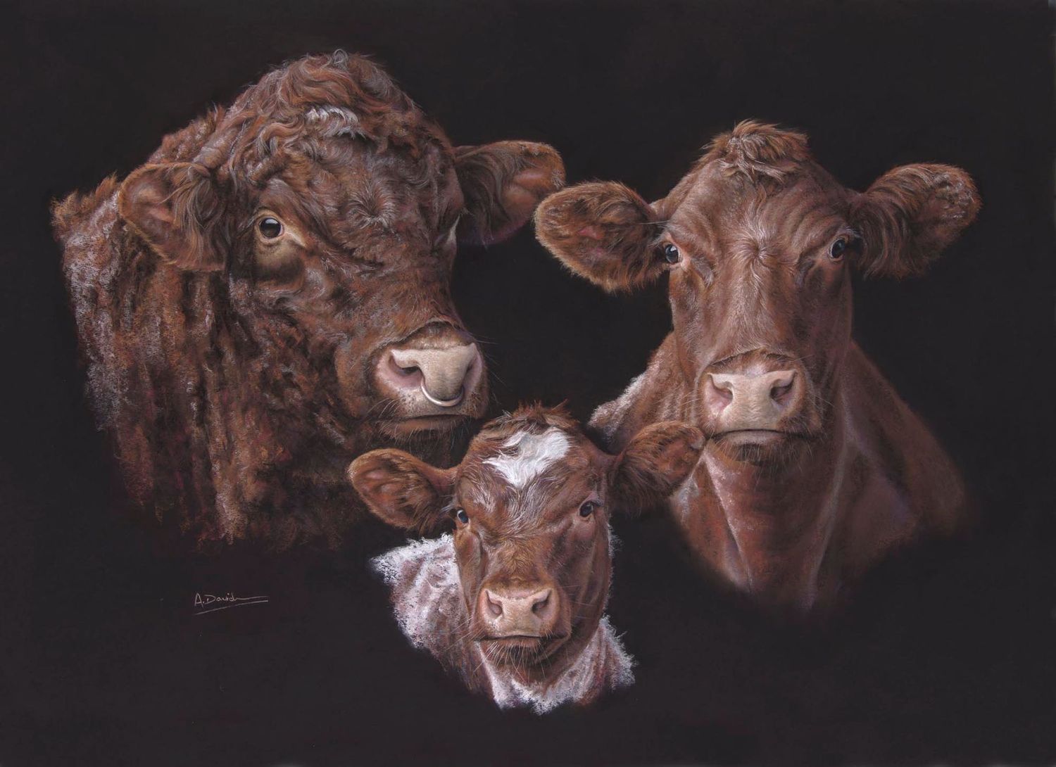 Bi-Centenary Limited Edition Beef Shorthorn Print '200 years strong'