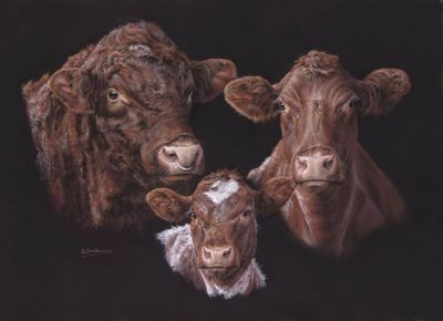 Bi-Centenary Limited Edition Beef Shorthorn Print '200 years strong'