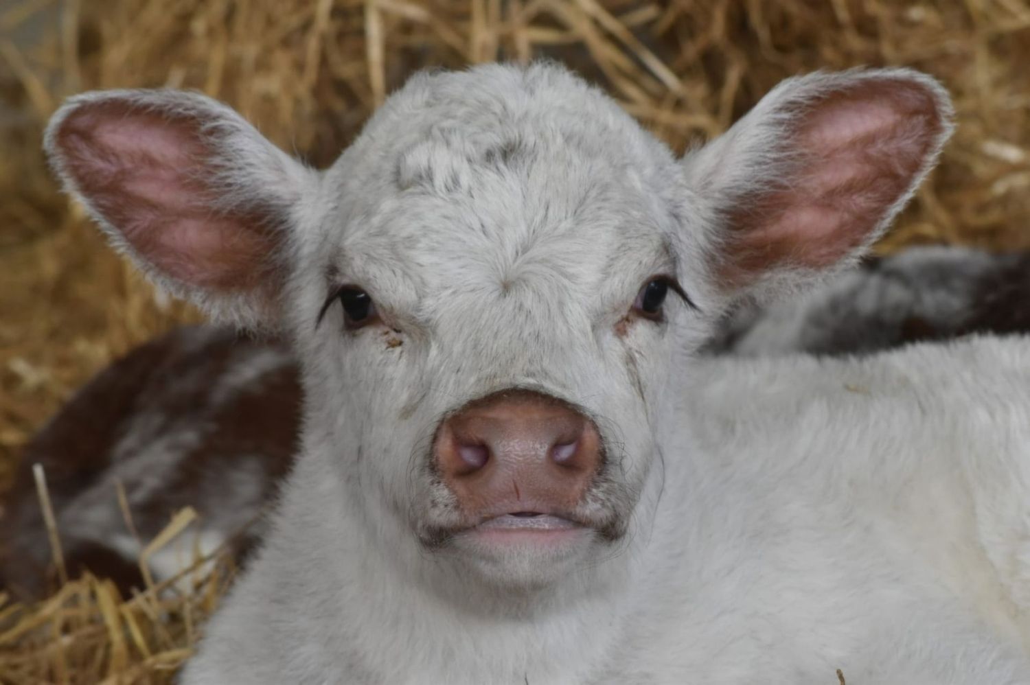 Farm Animal Experience For Two People