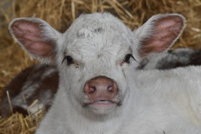 Exclusive Farm Animal Experience For up to Four People