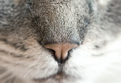 LIVE - Basiswebinar Aromatherapie für Tiere