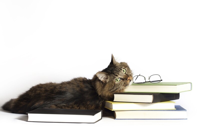Basiswebinar - Aromatherapie für Tiere
