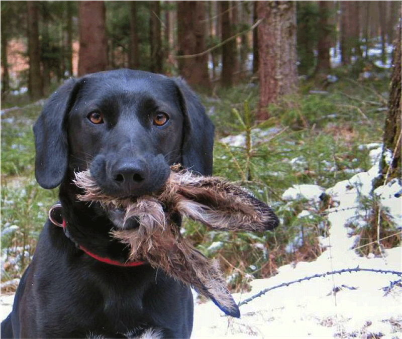 Live-Online Intensiv Schulung - Artgerechte Ernährung für Hunde und Katzen 03. Mai 2026