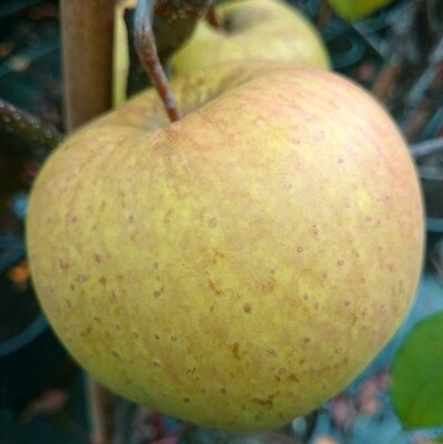 Apfel "Golden Delicious"