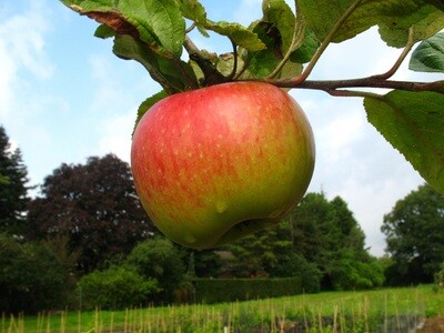 Apfel "Juwel von Kirchwerder"