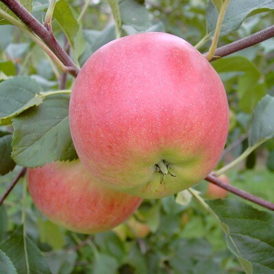Apfel "Rubinola" ®