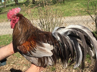 Lot 12 Œufs fécondés de Poule Limousine Coq de Pêche Limousin