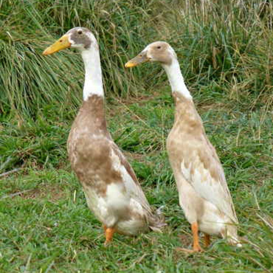 Lot 12 Œufs fécondés de Canard Coureur Indien