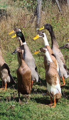 Lot 12 Œufs fécondés de Canard Coureur Indien