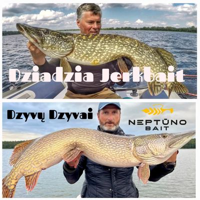 Dzyvų Dzyvai