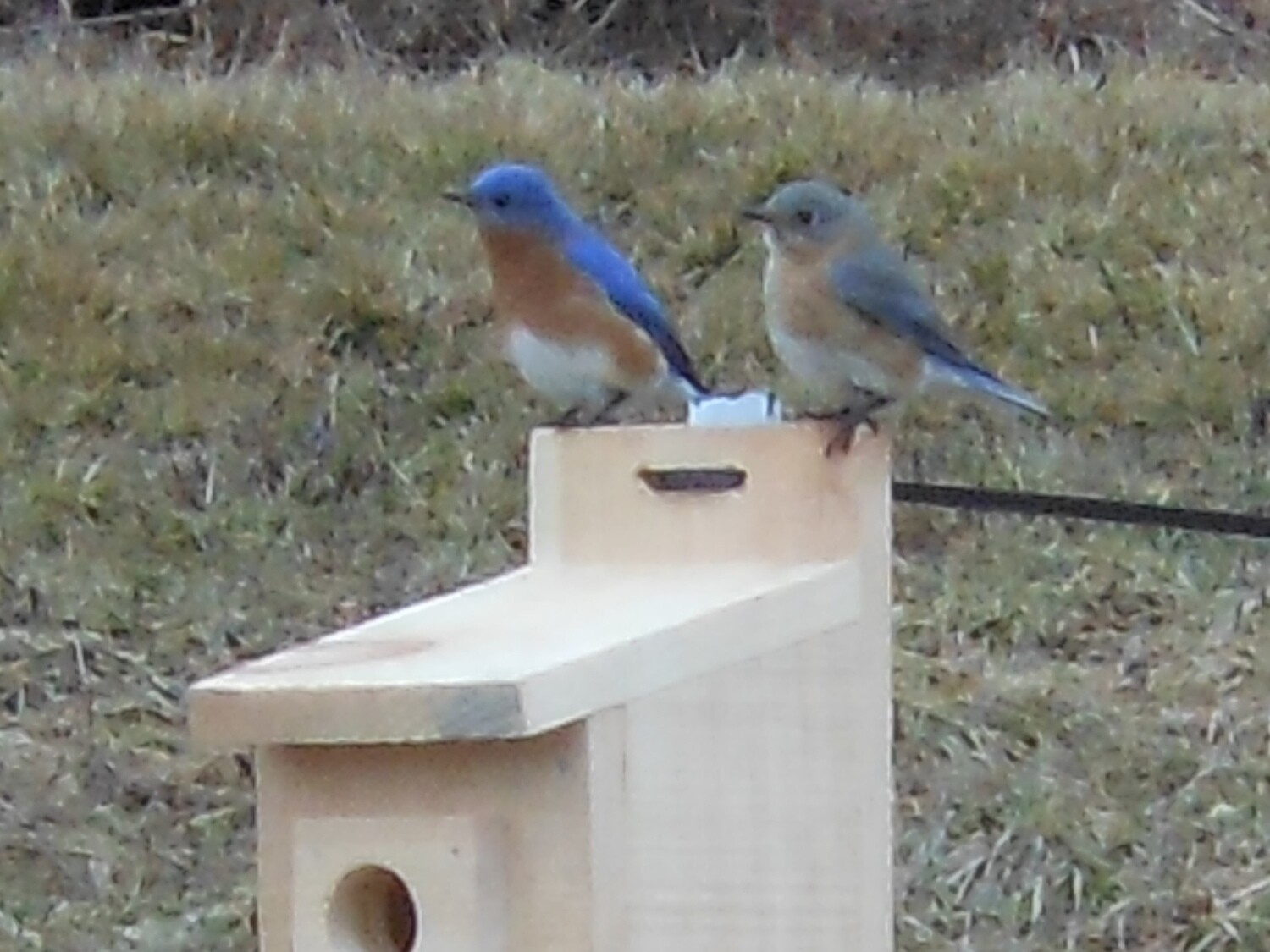 Bluebird Nesting Box