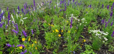 Seed Mixes
