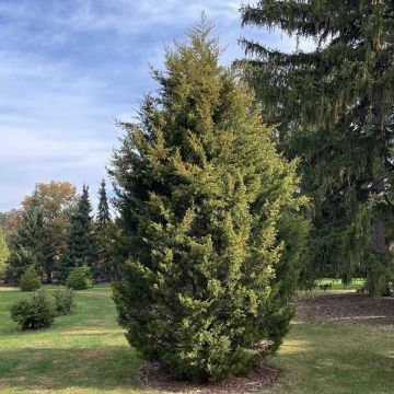 Eastern Red Cedar