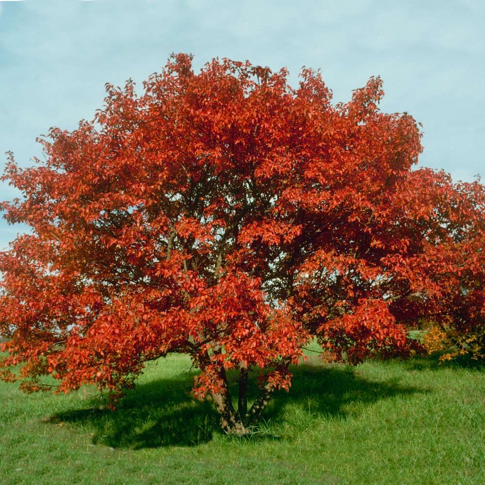 Flame Maple