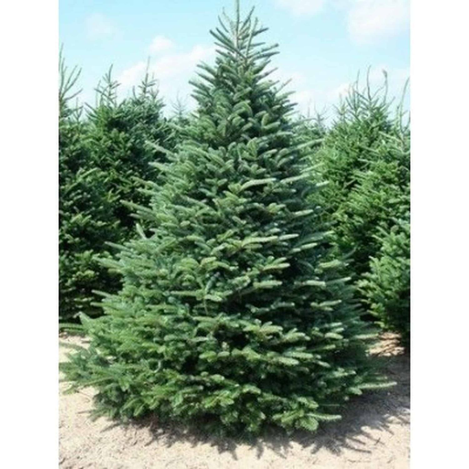 Frasier Fir