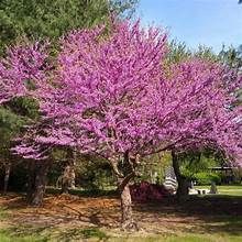Eastern Redbud