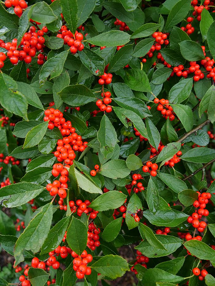 Winterberry