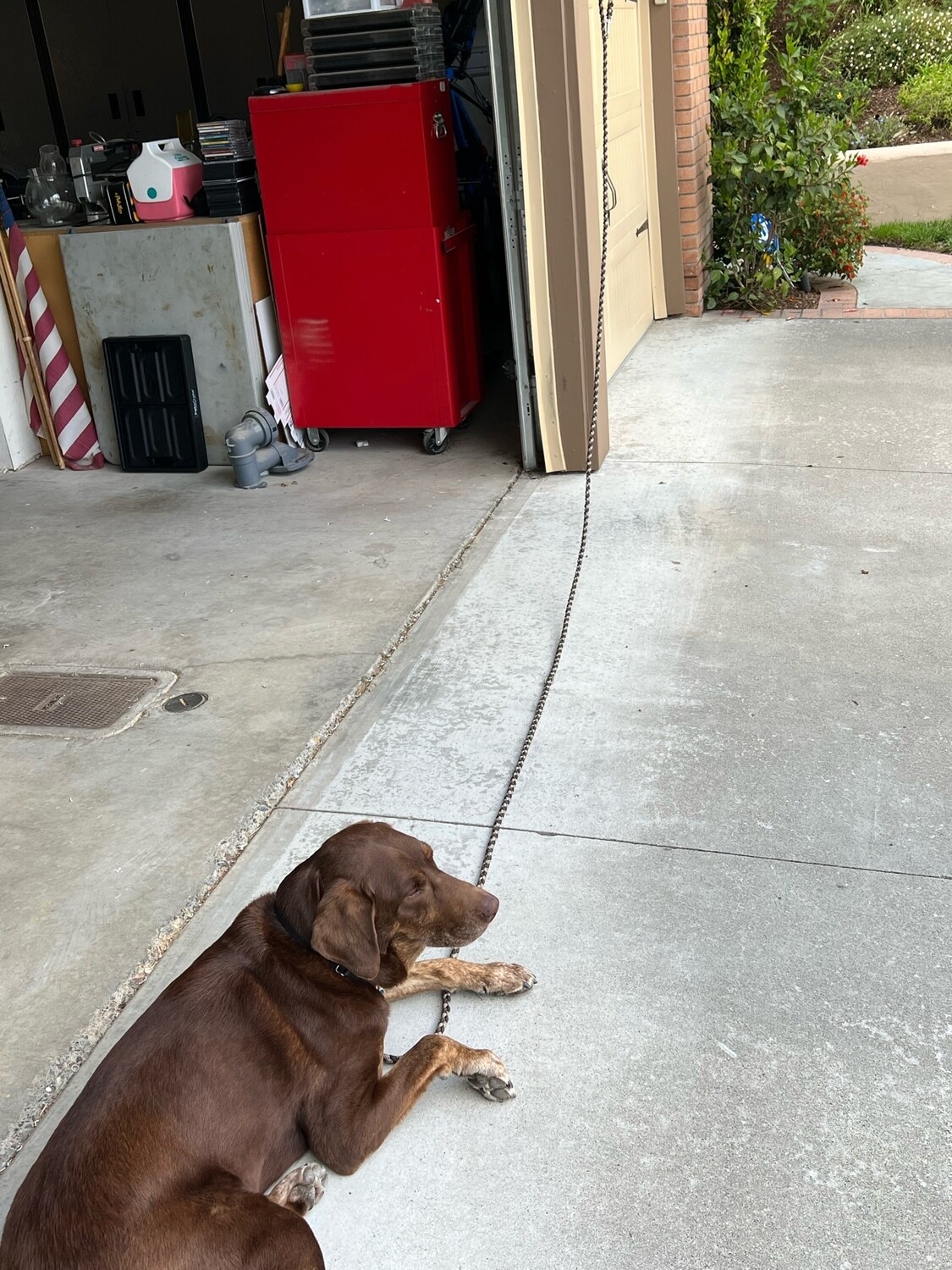 Long Lead