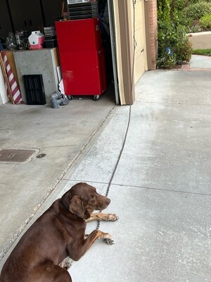 Long Lead